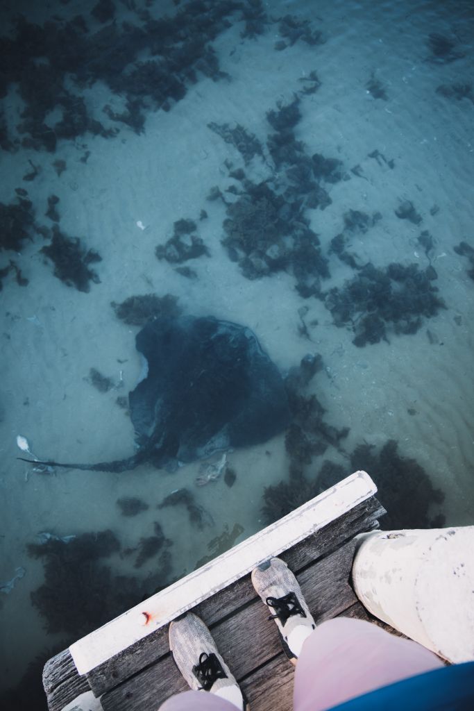 Airbnb Hosting Blairgowrie Feet Watching Stingray