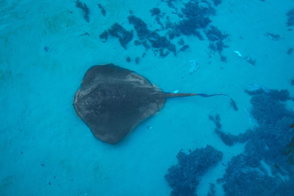 Airbnb Hosting Blairgowrie Stingray